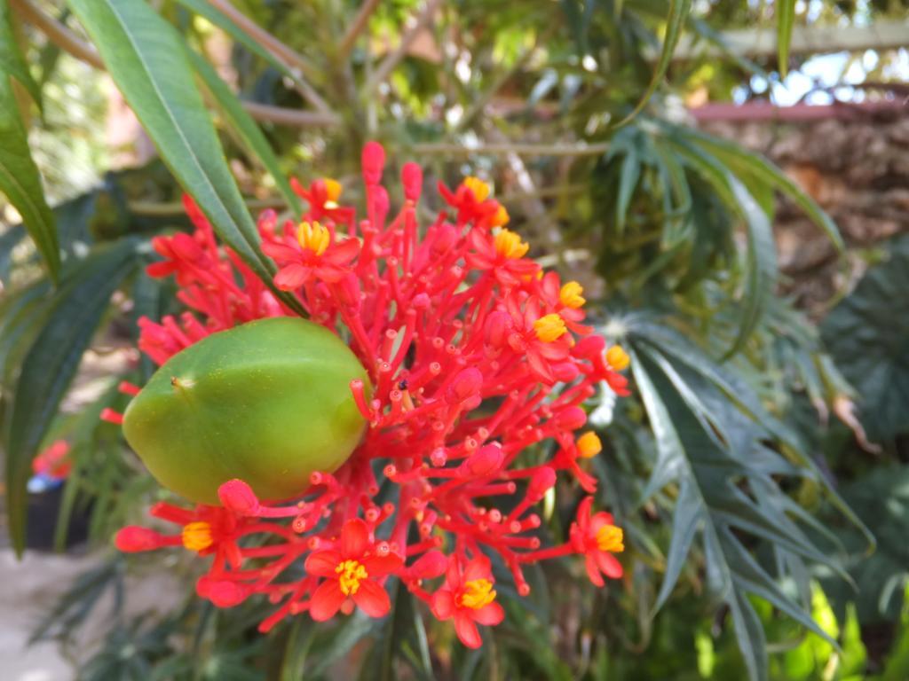 Pimento Lodge Resort Port Antonio Exteriér fotografie